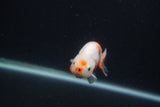 Baby Ranchu  Sakura 3 Inch (ID#0107R9c-26) Free2Day SHIPPING