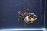 Short Body Thai Oranda  Panda 3 Inch (ID#1018To14b-78) Free2Day SHIPPING