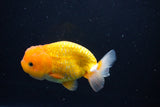 Juvenile Lionchu  Red White 4 Inch (ID#1115R11a-23) Free2Day SHIPPING