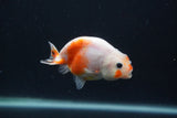 Baby Ranchu  Sakura 3 Inch (ID#0107R9c-26) Free2Day SHIPPING