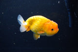 Juvenile Lionchu  Red White 4 Inch (ID#1115R11a-23) Free2Day SHIPPING