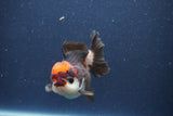 Short Body Thai Oranda  Tricolor 3 Inch (ID#1018To14b-79) Free2Day SHIPPING