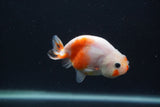 Baby Ranchu  Sakura 3 Inch (ID#0107R9c-26) Free2Day SHIPPING