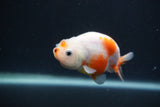 Baby Ranchu  Sakura 3 Inch (ID#0107R9c-26) Free2Day SHIPPING