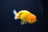 Juvenile Lionchu  Red White 4 Inch (ID#1115R11a-23) Free2Day SHIPPING