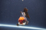 Short Body Thai Oranda  Tricolor 3 Inch (ID#1018To14b-79) Free2Day SHIPPING