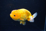 Juvenile Lionchu  Red White 4 Inch (ID#1115R11a-23) Free2Day SHIPPING