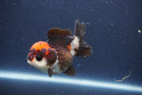 Short Body Thai Oranda  Tricolor 3 Inch (ID#1018To14b-79) Free2Day SHIPPING