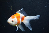 Thai Oranda  Sakura 5 Inch (ID#927To2b-80) Free2Day SHIPPING