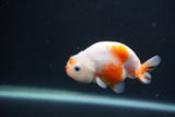 Baby Ranchu  Sakura 3 Inch (ID#0107R9c-26) Free2Day SHIPPING