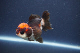 Short Body Thai Oranda  Tricolor 3 Inch (ID#1018To14b-79) Free2Day SHIPPING