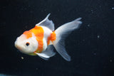 Thai Oranda  Sakura 5 Inch (ID#927To2b-80) Free2Day SHIPPING