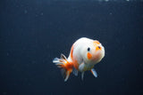 Baby Ranchu  Sakura 3 Inch (ID#0107R9c-26) Free2Day SHIPPING