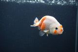 Baby Ranchu  Sakura 3 Inch (ID#0107R9c-26) Free2Day SHIPPING