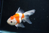 Thai Oranda  Sakura 5 Inch (ID#927To2b-80) Free2Day SHIPPING