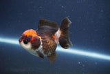 Short Body Thai Oranda  Tricolor 3 Inch (ID#1018To14b-79) Free2Day SHIPPING