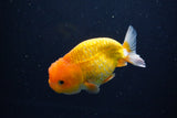 Juvenile Lionchu  Red White 4 Inch (ID#1115R11a-23) Free2Day SHIPPING