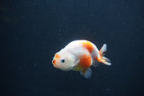 Baby Ranchu  Sakura 3 Inch (ID#0107R9c-26) Free2Day SHIPPING