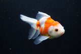 Thai Oranda  Sakura 5 Inch (ID#927To2b-80) Free2Day SHIPPING