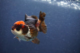 Short Body Thai Oranda  Tricolor 3 Inch (ID#1018To14b-79) Free2Day SHIPPING