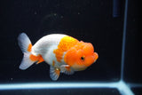 Juvenile Lionchu  Red White 4 Inch (ID#1115R11a-24) Free2Day SHIPPING