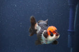 Short Body Thai Oranda  Tricolor 3 Inch (ID#1018To14b-79) Free2Day SHIPPING