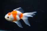 Thai Oranda  Sakura 5 Inch (ID#927To2b-80) Free2Day SHIPPING