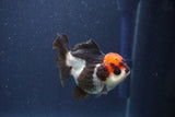 Short Body Thai Oranda  Tricolor 3 Inch (ID#1018To14b-79) Free2Day SHIPPING