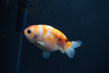 Baby Ranchu  Sakura 3 Inch (ID#0107R9c-27) Free2Day SHIPPING