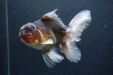 Thai Oranda  Tricolor 6.5 Inch (ID#415T6b-117)