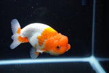 Juvenile Lionchu  Red White 4 Inch (ID#1115R11a-24) Free2Day SHIPPING