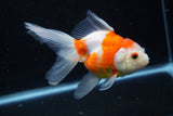 Thai Oranda  Sakura 5 Inch (ID#927To2b-80) Free2Day SHIPPING