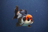 Short Body Thai Oranda  Tricolor 3 Inch (ID#1018To14b-79) Free2Day SHIPPING