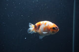 Baby Ranchu  Sakura 3 Inch (ID#0107R9c-27) Free2Day SHIPPING