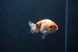 Baby Ranchu  Sakura 3 Inch (ID#0107R9c-27) Free2Day SHIPPING