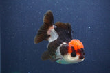 Short Body Thai Oranda  Tricolor 3 Inch (ID#1018To14b-79) Free2Day SHIPPING