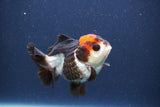 Short Body Thai Oranda  Tricolor 3 Inch (ID#1018To14b-79) Free2Day SHIPPING