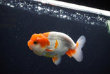 Juvenile Lionchu  Red White 4 Inch (ID#1115R11a-24) Free2Day SHIPPING