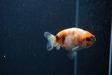 Baby Ranchu  Sakura 3 Inch (ID#0107R9c-27) Free2Day SHIPPING