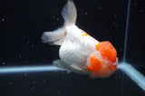Lionhead  Red White 5 Inch (ID#307L9a-109) Free2Day SHIPPING