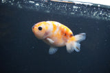 Baby Ranchu  Sakura 3 Inch (ID#0107R9c-27) Free2Day SHIPPING