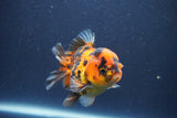 Short Body Thai Oranda  Calico 3.5 Inch (ID#1018To14b-80) Free2Day SHIPPING