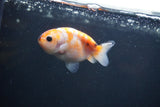 Baby Ranchu  Sakura 3 Inch (ID#0107R9c-27) Free2Day SHIPPING