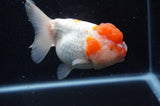 Lionhead  Red White 5 Inch (ID#307L9a-109) Free2Day SHIPPING