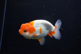 Juvenile Lionchu  Red White 4 Inch (ID#1115R11a-24) Free2Day SHIPPING