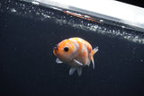 Baby Ranchu  Sakura 3 Inch (ID#0107R9c-27) Free2Day SHIPPING