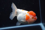 Lionhead  Red White 5 Inch (ID#307L9a-109) Free2Day SHIPPING