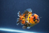 Short Body Thai Oranda  Calico 3.5 Inch (ID#1018To14b-80) Free2Day SHIPPING