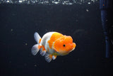 Juvenile Lionchu  Red White 4 Inch (ID#1115R11a-24) Free2Day SHIPPING