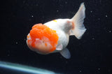 Lionhead  Red White 5 Inch (ID#307L9a-109) Free2Day SHIPPING